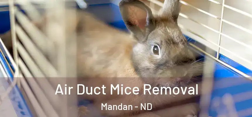  Air Duct Mice Removal Mandan - ND